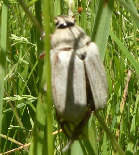Melolontha sp.